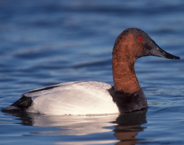 Image of Canvasback