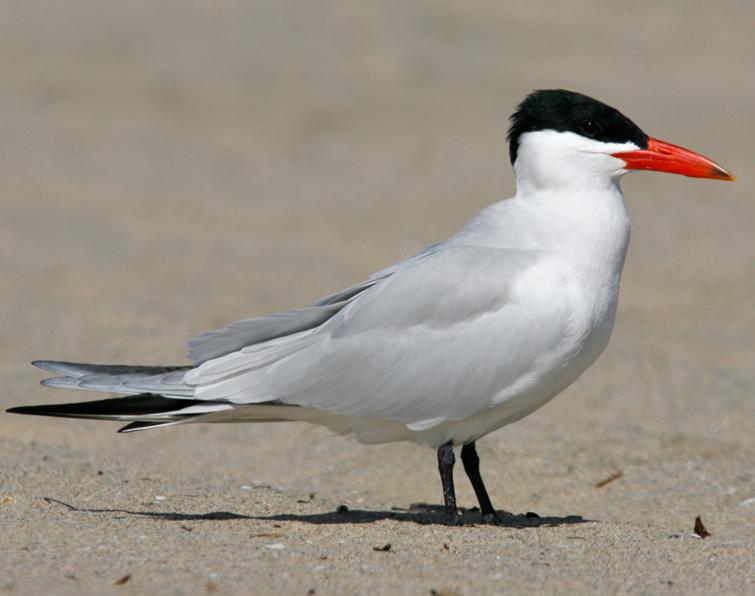 Image of Caspian Tern