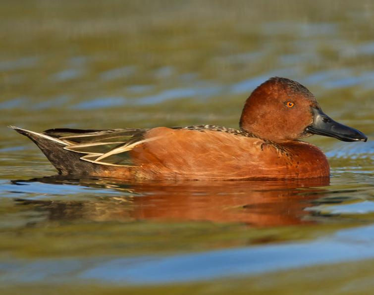 Image of Cinnamon Teal