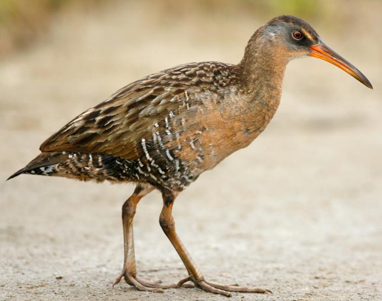 Image of Clapper Rail