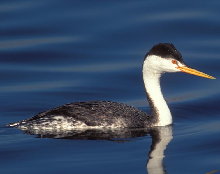 Image of Clark's Grebe