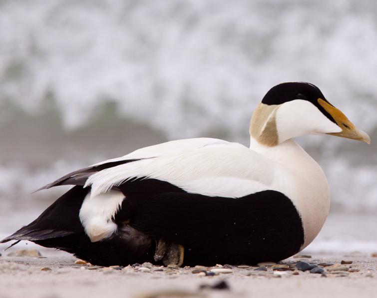 Image of Common Eider