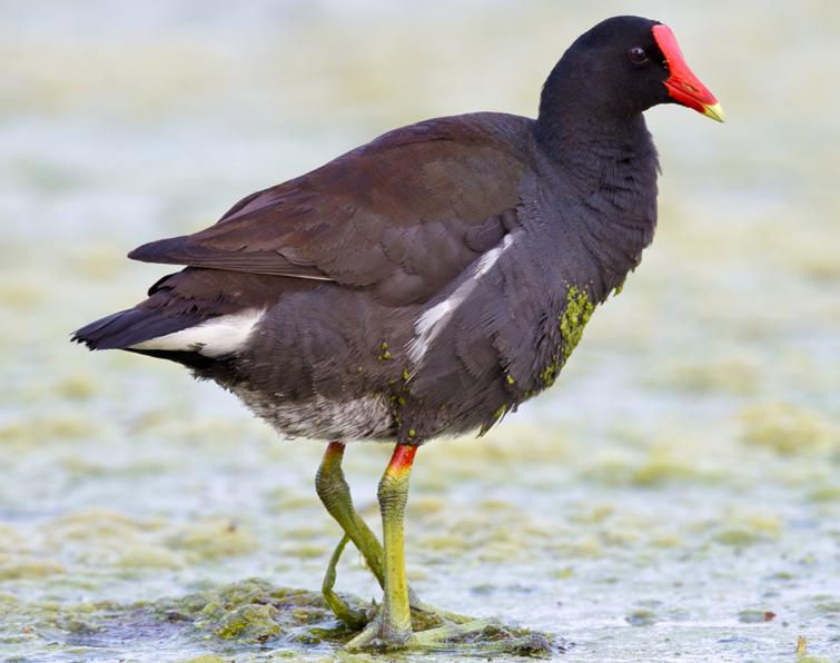 Image of Common Gallinule