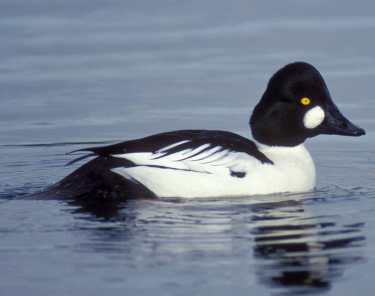 Image of Common Goldeneye