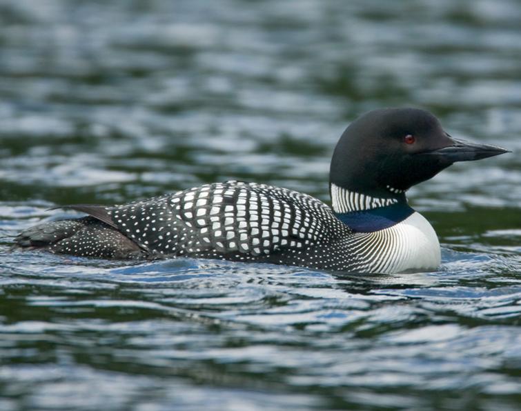 Image of Common Loon