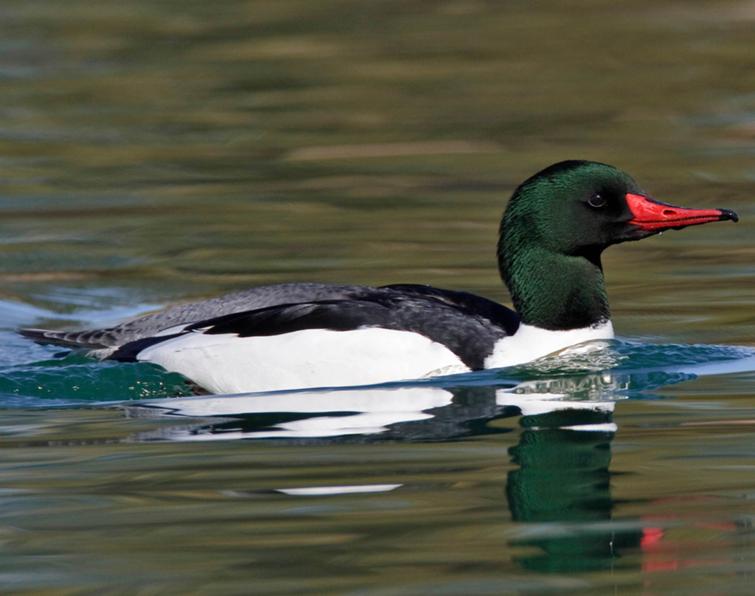 Image of Common Merganser