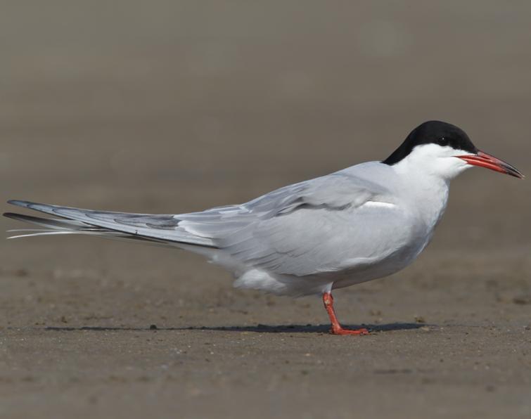 Image of Common Tern