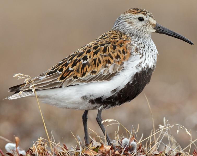 Image of Dunlin