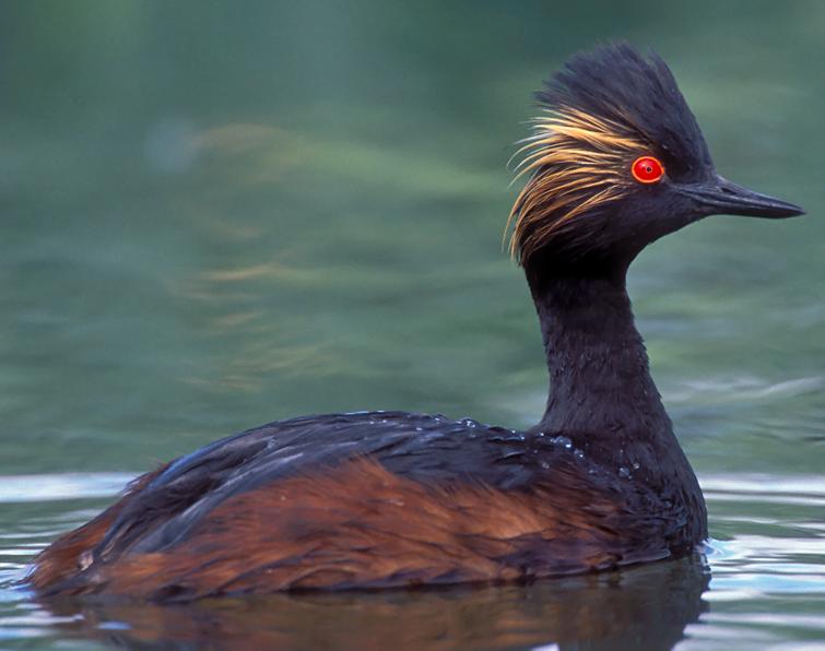 Image of Eared Grebe