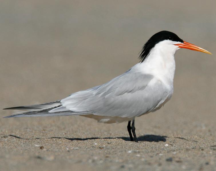 Image of Elegant Tern