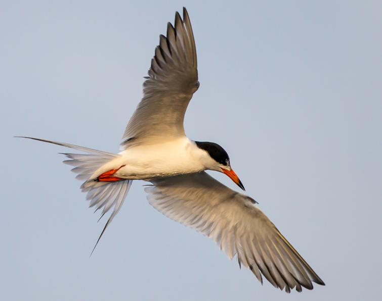 Image of Forster's Tern