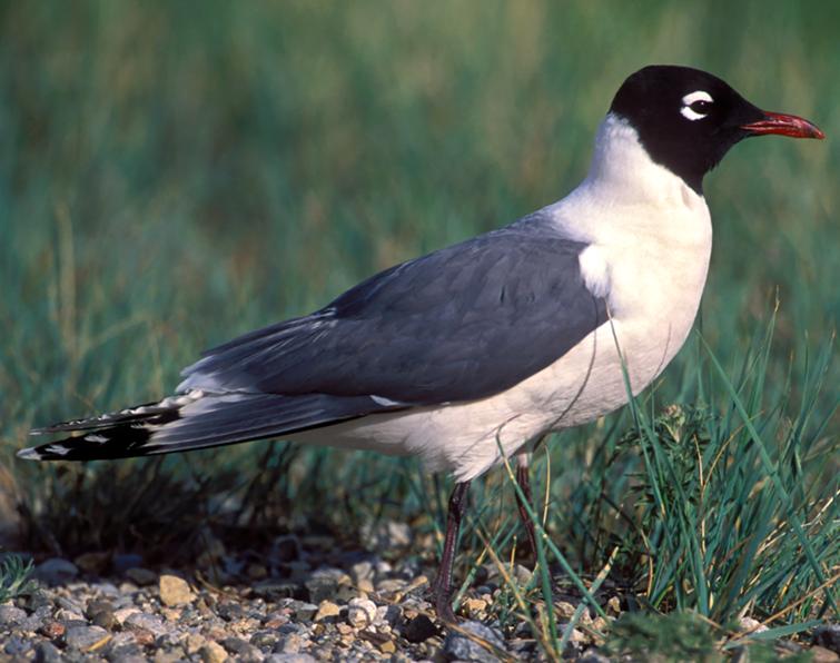 Image of Franklin's Gull