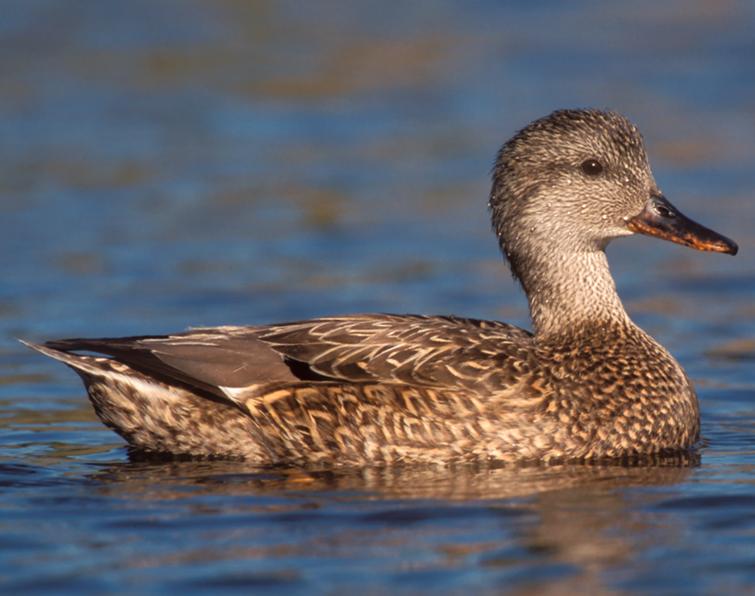 Image of Gadwall