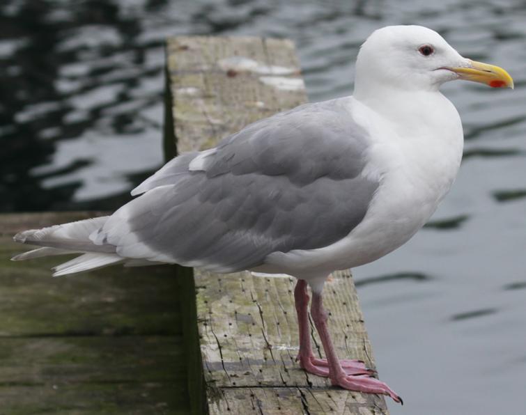 Image of Glaucous-winged Gull