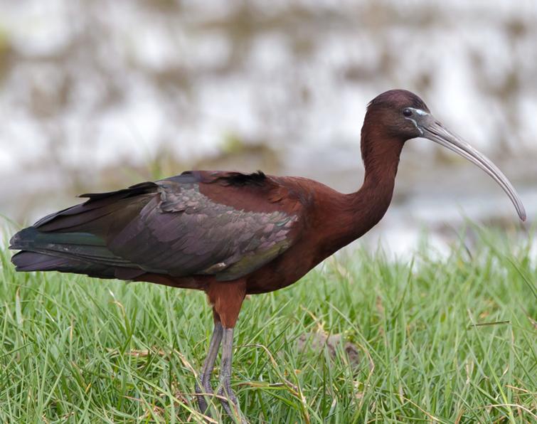 Image of Glossy Ibis