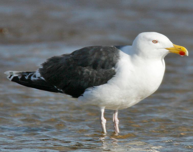 Image of Great Black-backed Gull