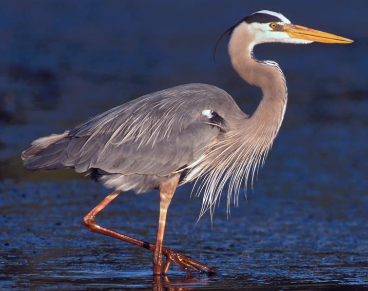 Image of Great Blue Heron