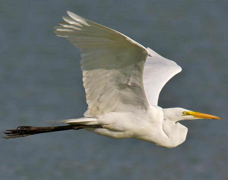 Image of Great Egret