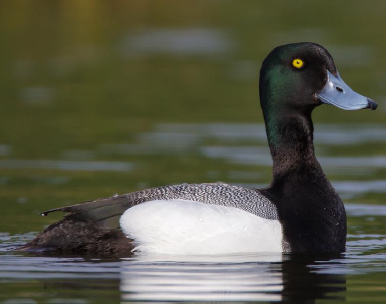 Image of Greater Scaup