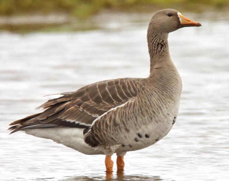 Image of Greater White-fronted Goose