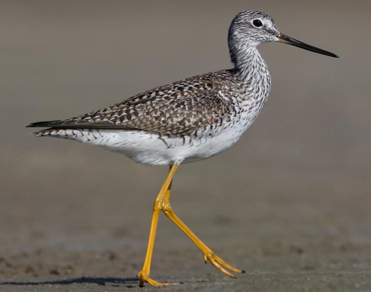 Image of Greater Yellowlegs