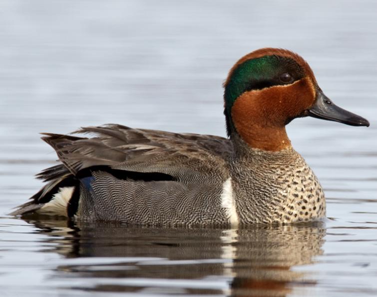 Green-winged Teal Songs and Calls - Larkwire