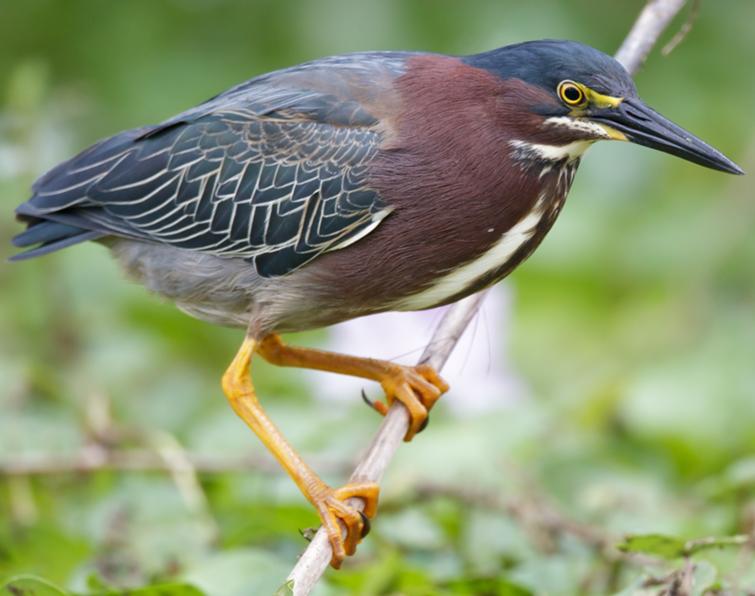 Image of Green Heron