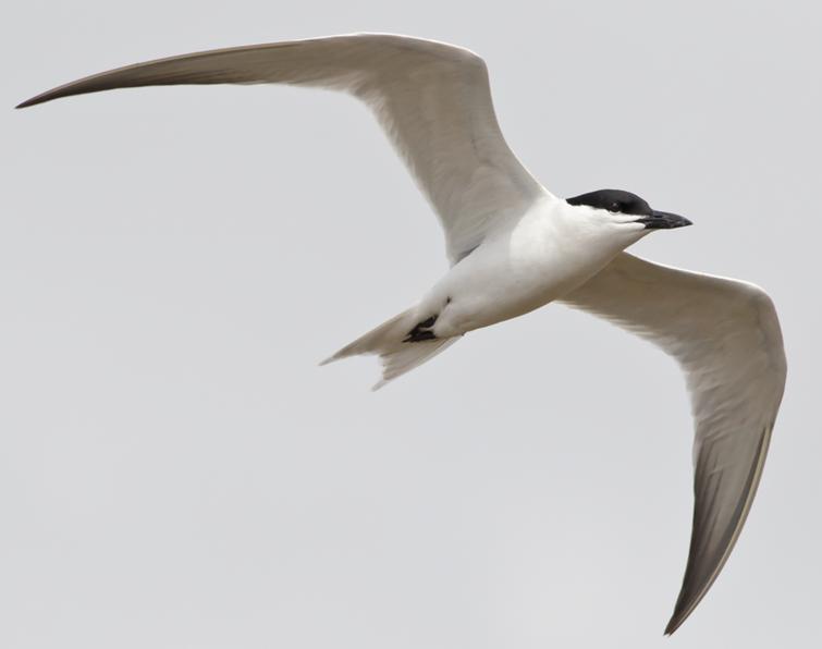 Image of Gull-billed Tern