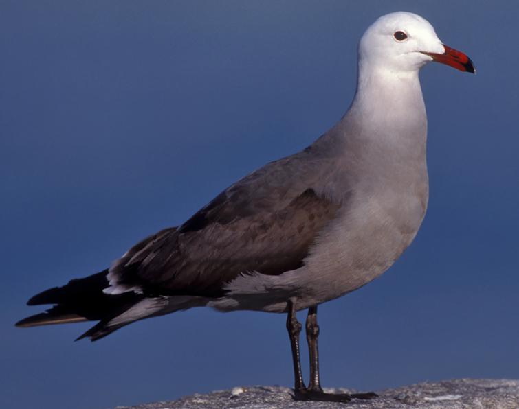 Image of Heermann's Gull