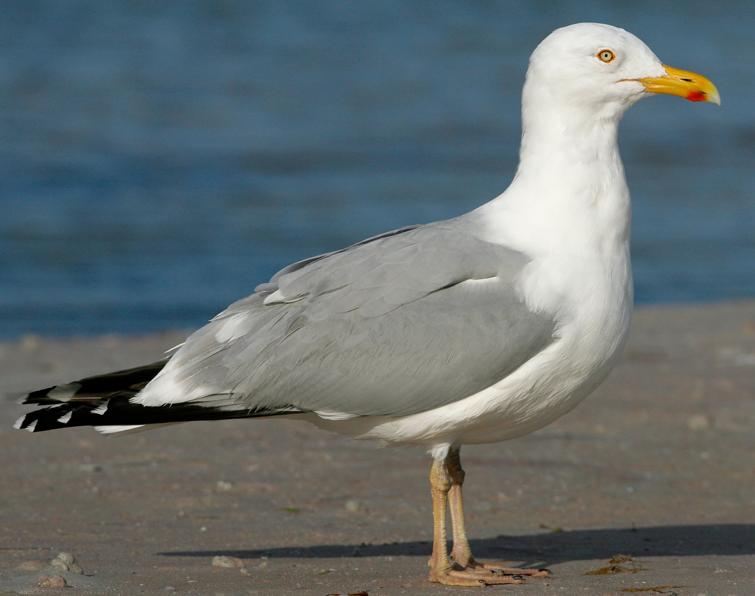 Image of Herring Gull