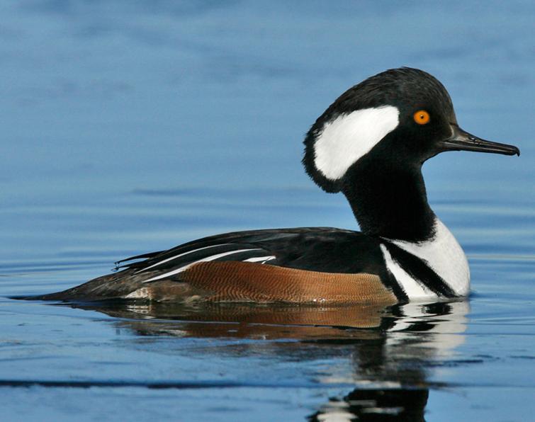 Image of Hooded Merganser