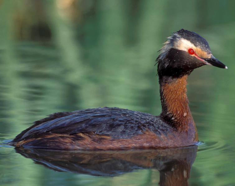 Image of Horned Grebe