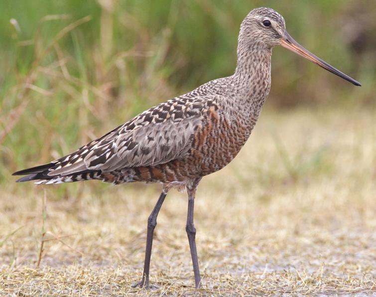 Image of Hudsonian Godwit