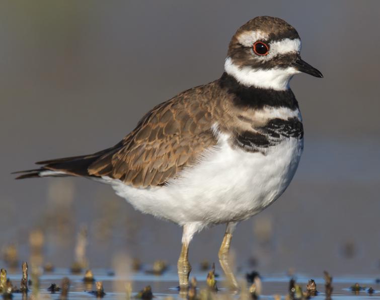 Image of Killdeer