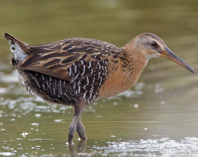 Image of King Rail