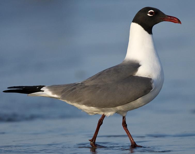 Image of Laughing Gull