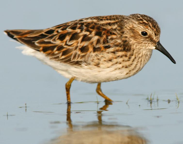 Image of Least Sandpiper