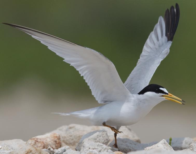 Image of Least Tern