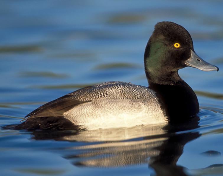 Image of Lesser Scaup