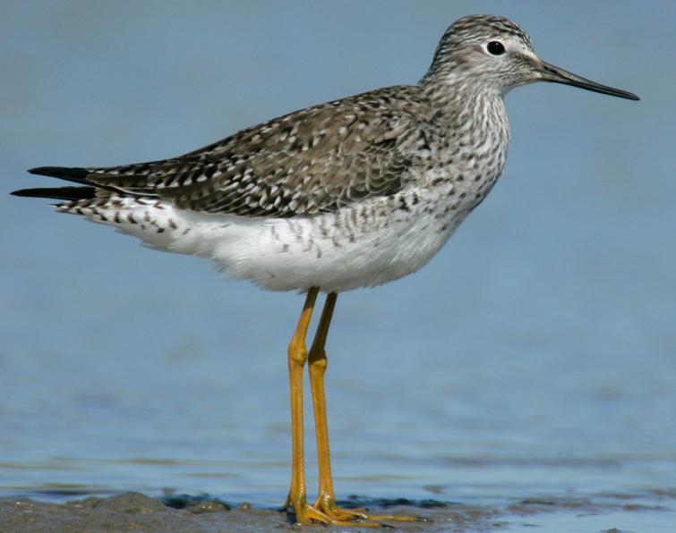 Image of Lesser Yellowlegs