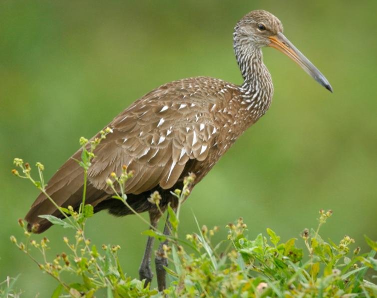 Image of Limpkin