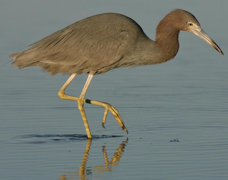 Image of Little Blue Heron