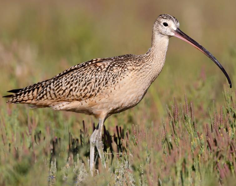 Image of Long-billed Curlew