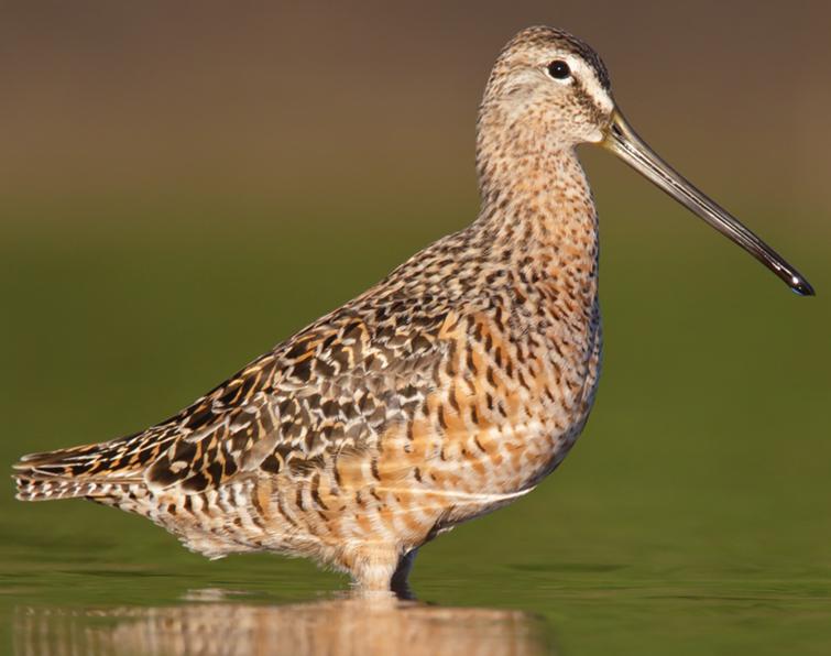 Image of Long-billed Dowitcher