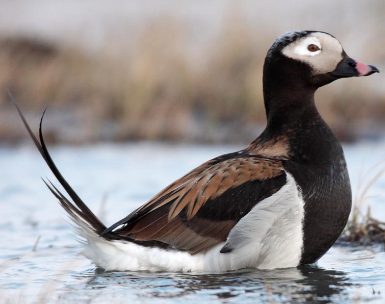 Image of Long-tailed Duck