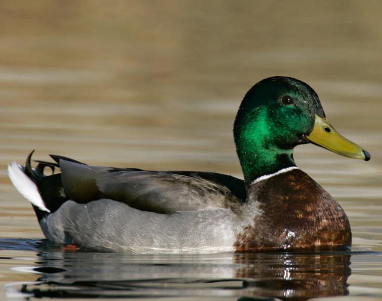 Image of Mallard