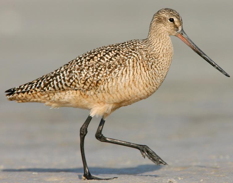 Image of Marbled Godwit