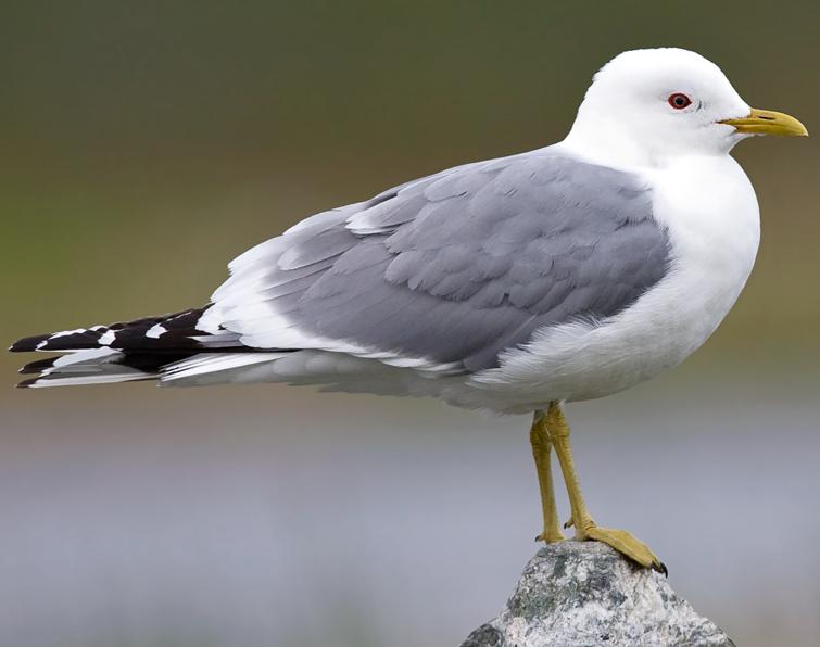 Image of Short-billed Gull