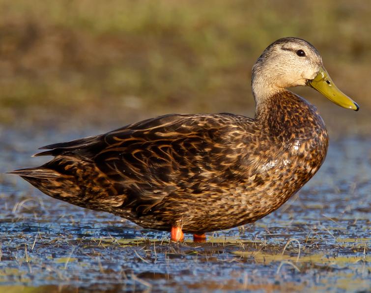 Image of Mottled Duck