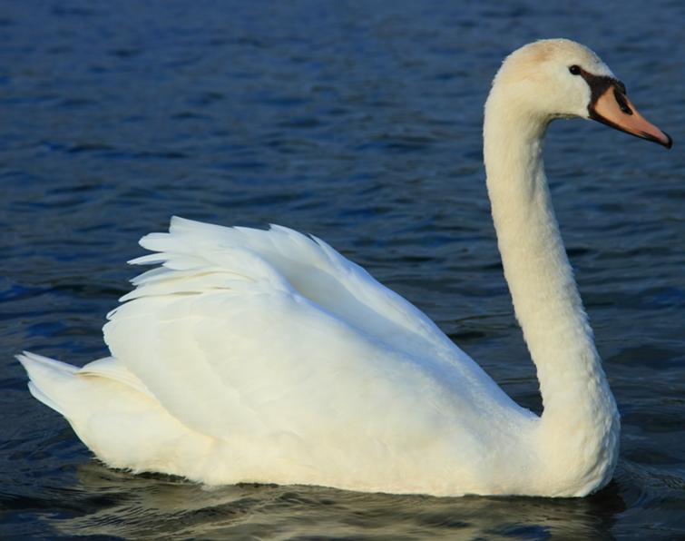 Image of Mute Swan